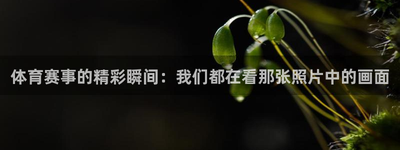 球王会体育：体育赛事的精彩瞬间：我们都在看那张照片中的画面